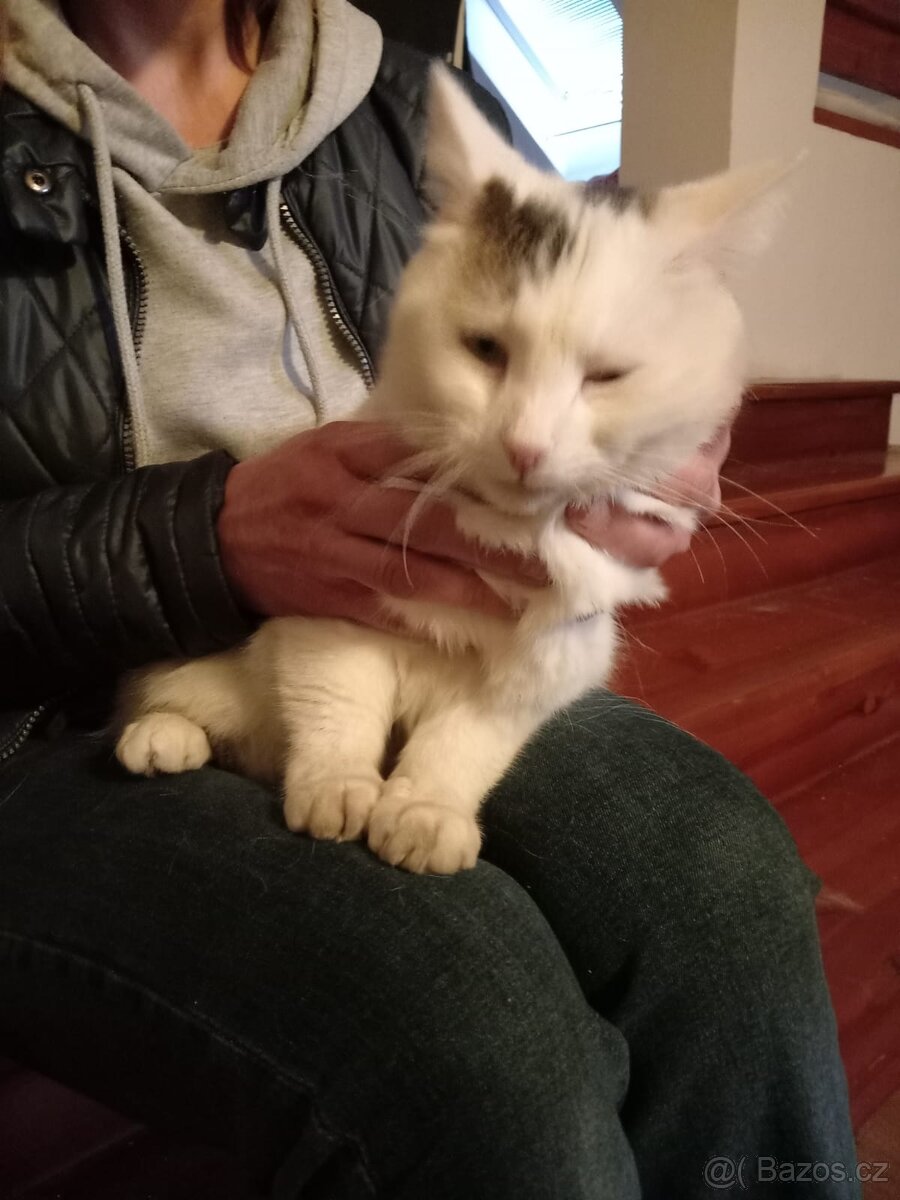 Bílá kočička - 3