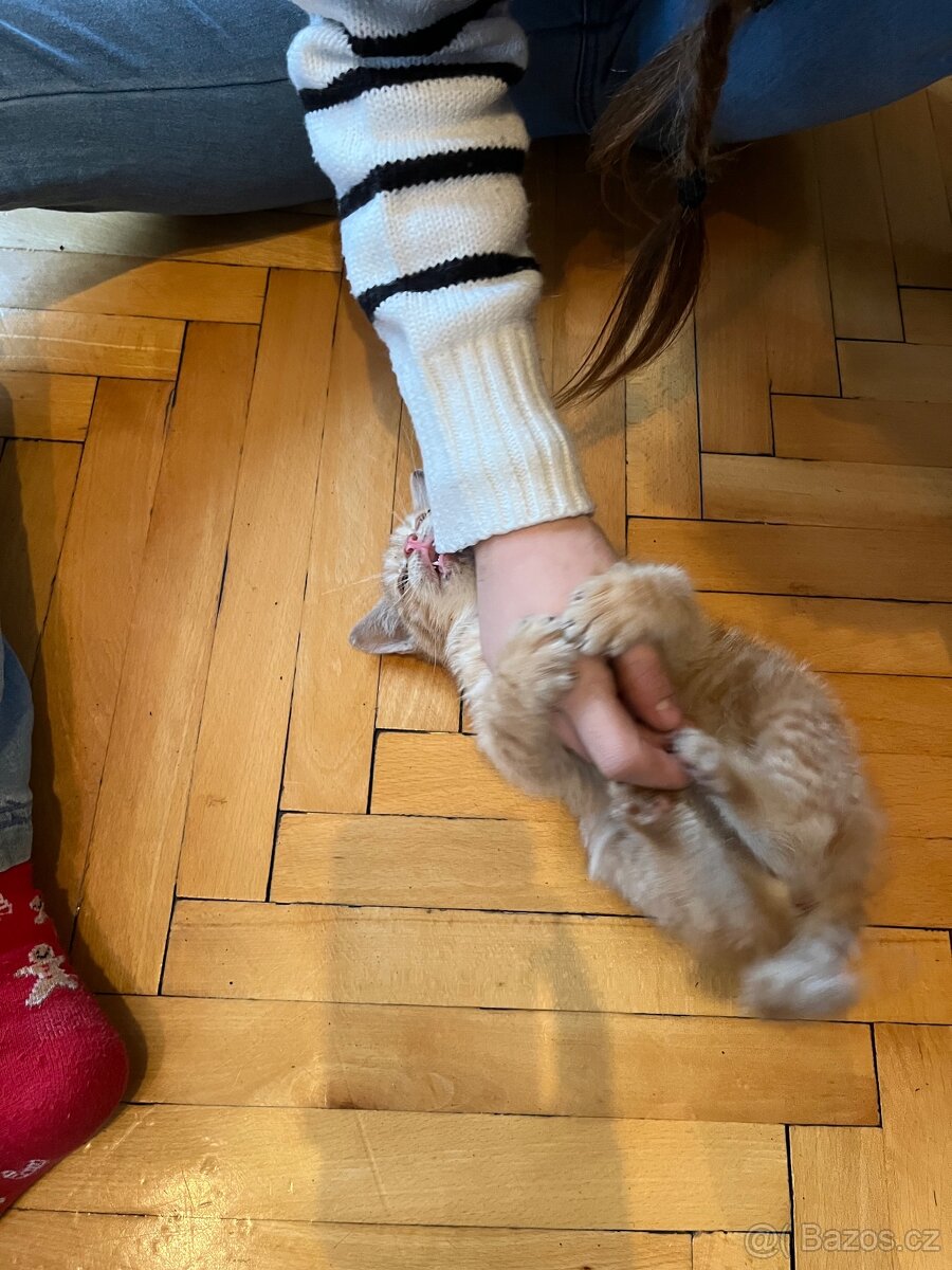 Daruji hravého kocourka - 3