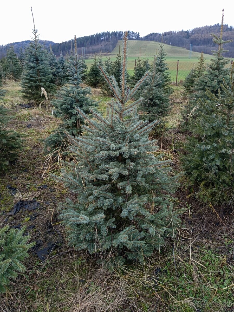 Vánoční stromky jedle smrk stříbrný - 3