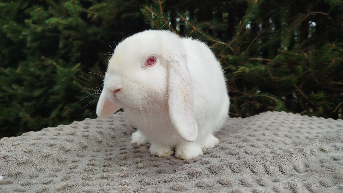 Zakrslý beránek, králíček, králík - WILLIAM - 3