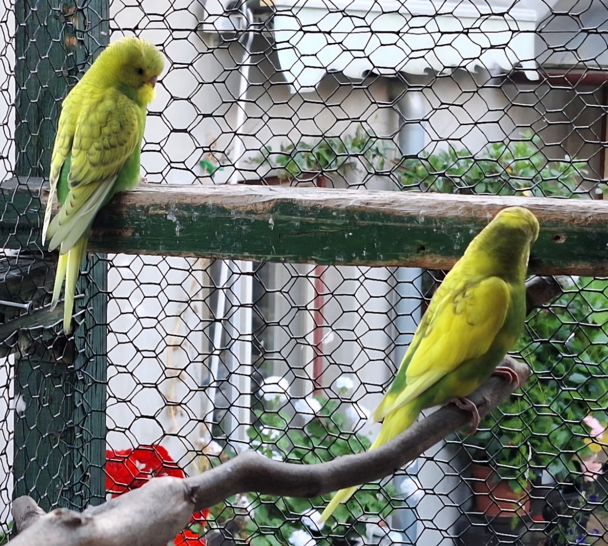 Andulka- podzimní mláďata - 3