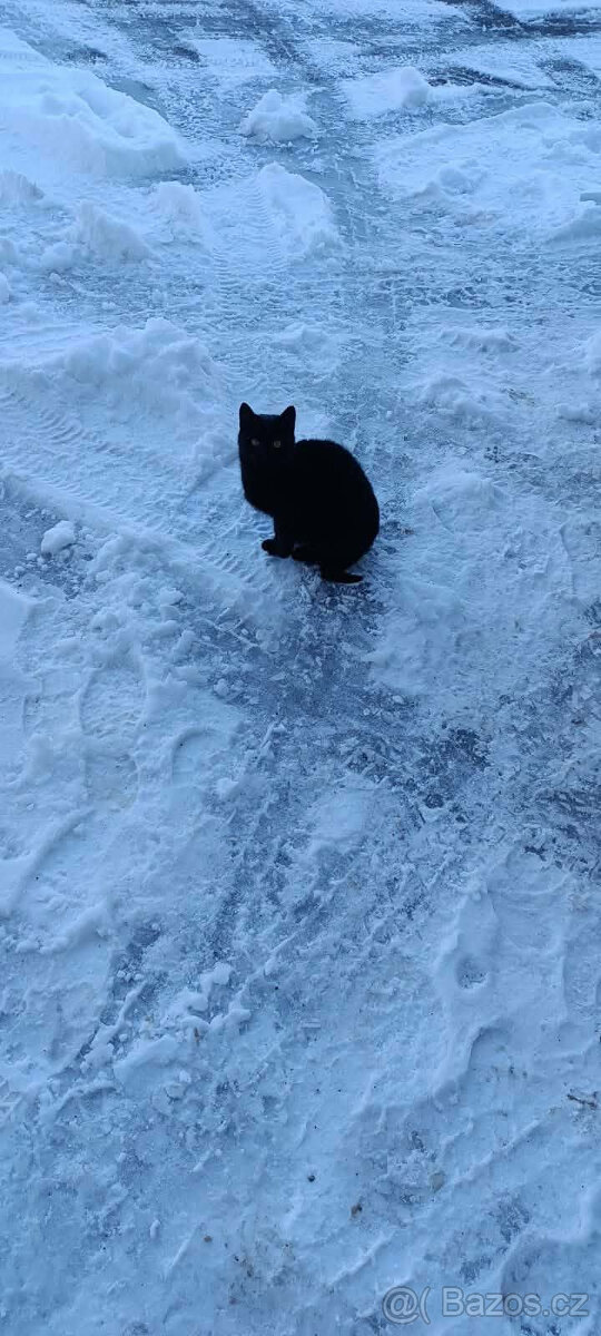 DARUJI KOČIČKU - 3