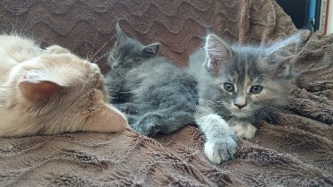 KOŤÁTKA MAINSKÁ MÝVALÍ - 3