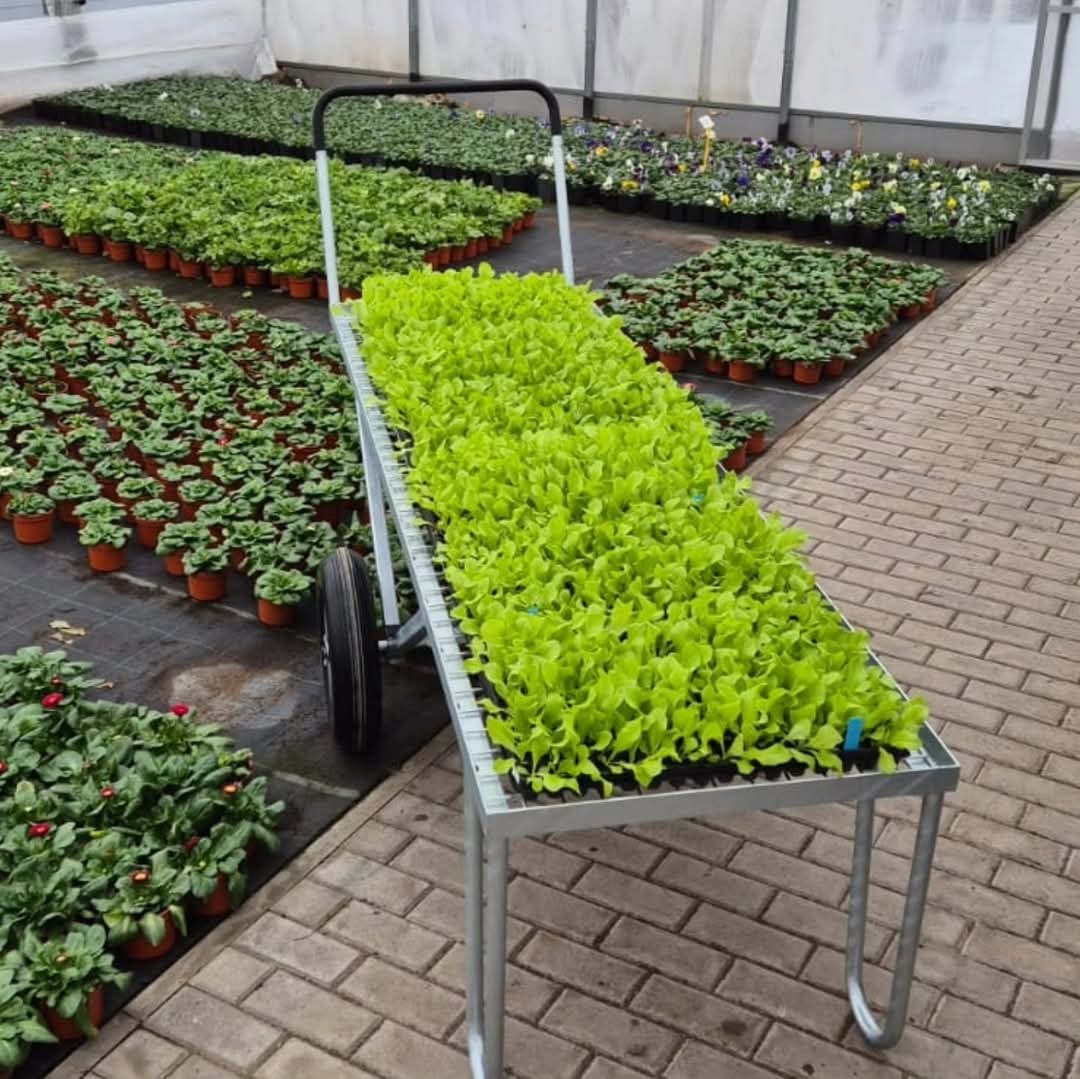 🥬 PRODEJ SAZENIC SALÁTŮ A KEDLUBEN 🥬 - 3