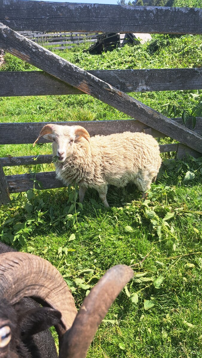 Ouessantsky beranek - 3