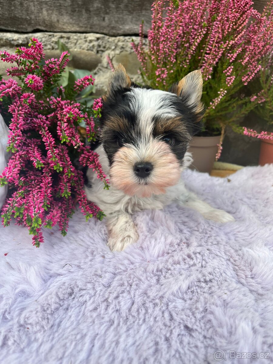 Jorkširský teriér - 3