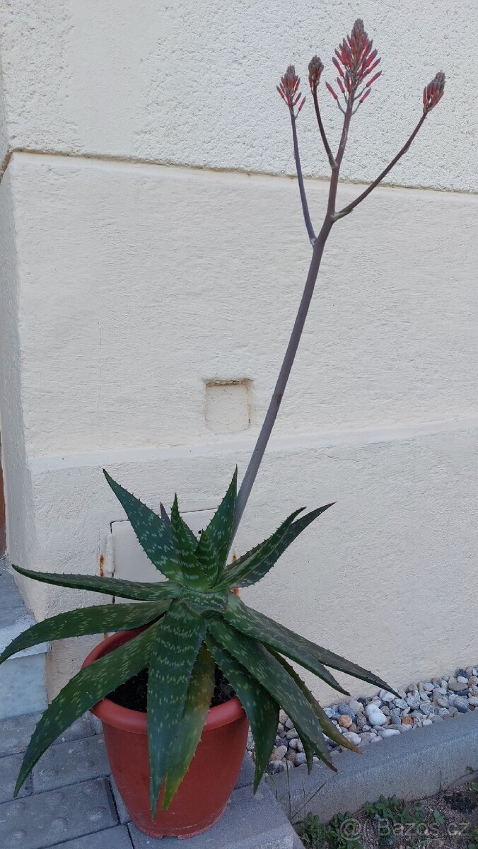 Aloe - 3