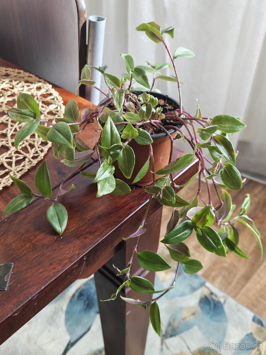 Tradescantia fluminensis, trs - 3