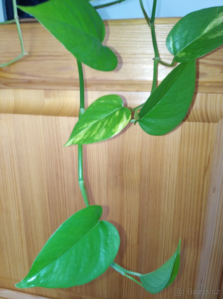 Šplhavnice zlatá - Epipremnum aureum - 3