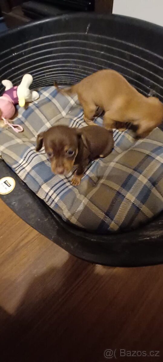 Pražský krysařik - 3