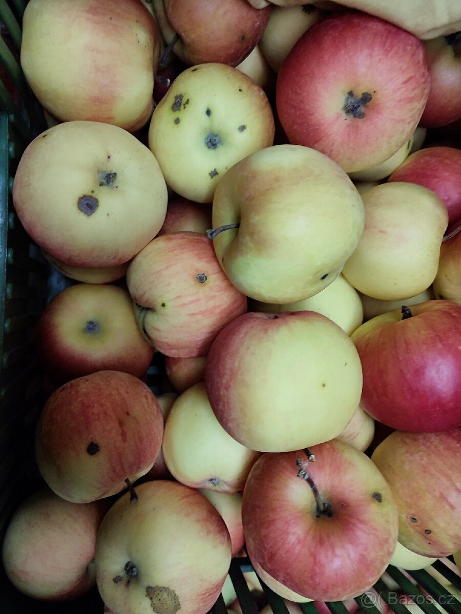 Nabízím JABLKA ZDARMA za odvoz - 3
