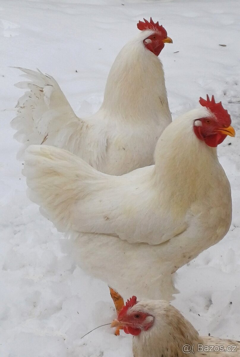 Kohouti - Plymutka bílá velká - prodám, vyměním, koupím - 3