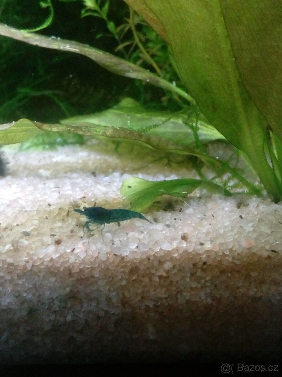 Prodám přebytky krevetky Blue dream - 3