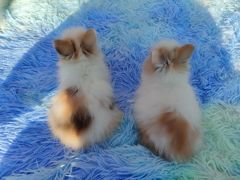 Zakrslý teddy králík - 3