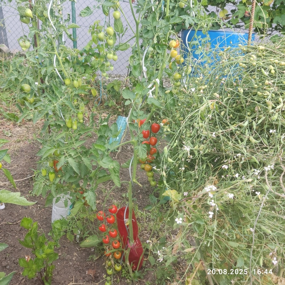 Perma nehybridní semena rajčat - 3