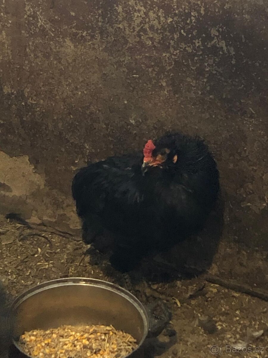 Araukana kohouti - 3