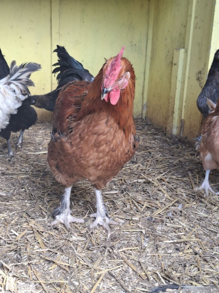 prodám kohouty - 3