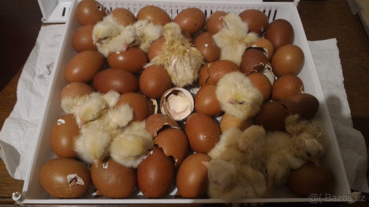 Maranska pšeničná - 3