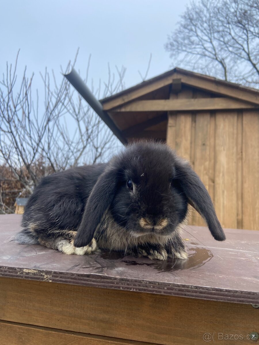 Zakrslý králík - 3