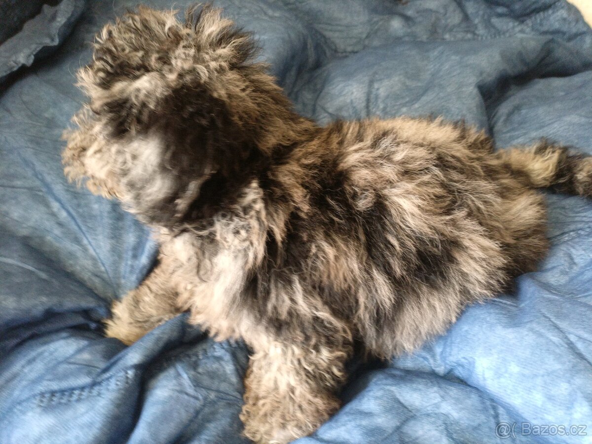 Jorkšírský teriér & Poodle - 3