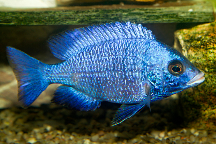 Placidochromis phenochilus Mdoka “White Lips” - 3