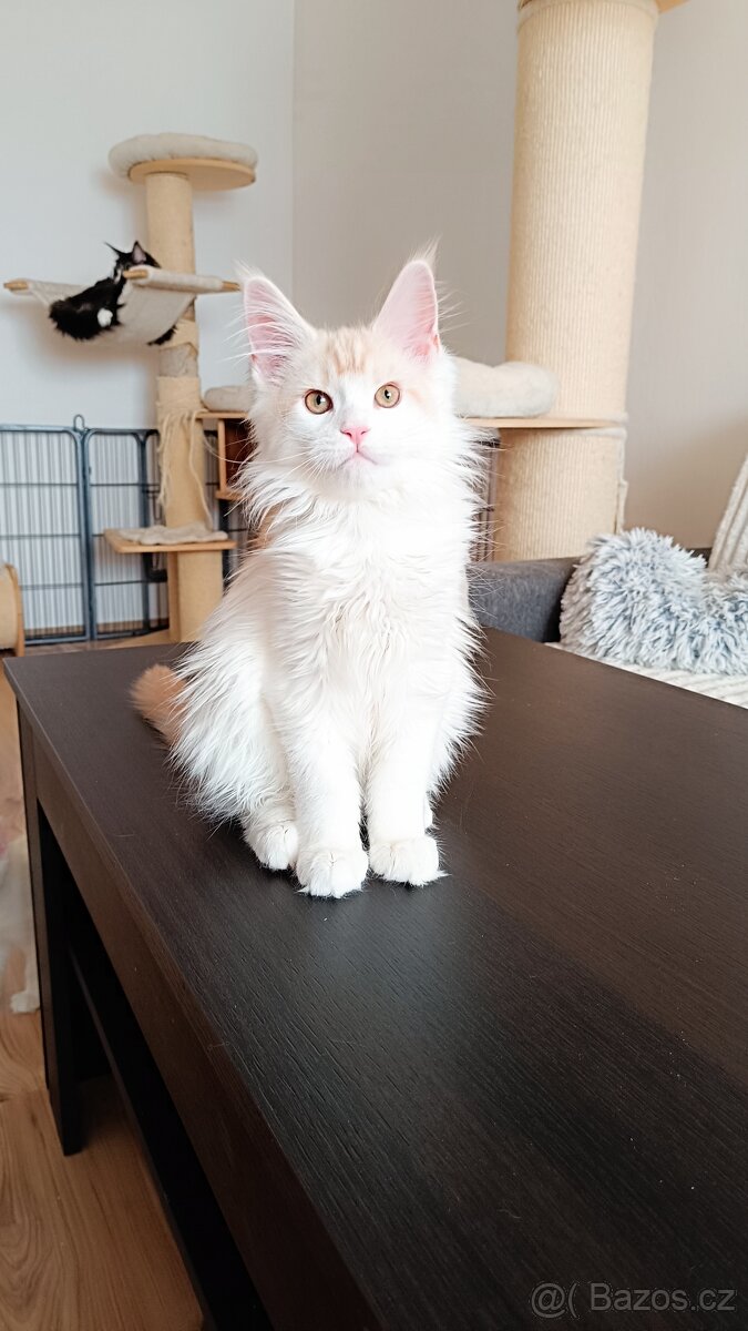 Mainská mývalí s PP - 3