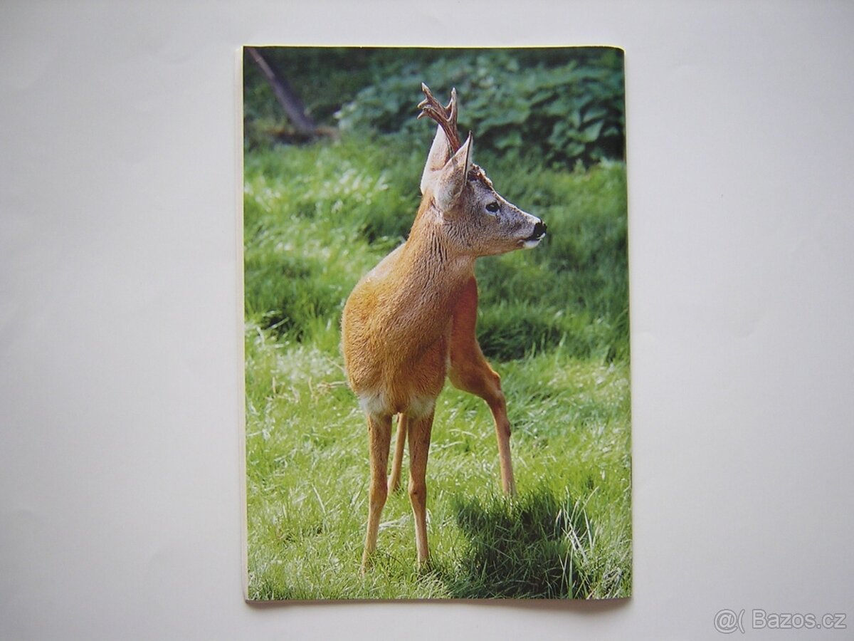 SRNČÍ TROFEJE - JOSEF DRMOTA - 3