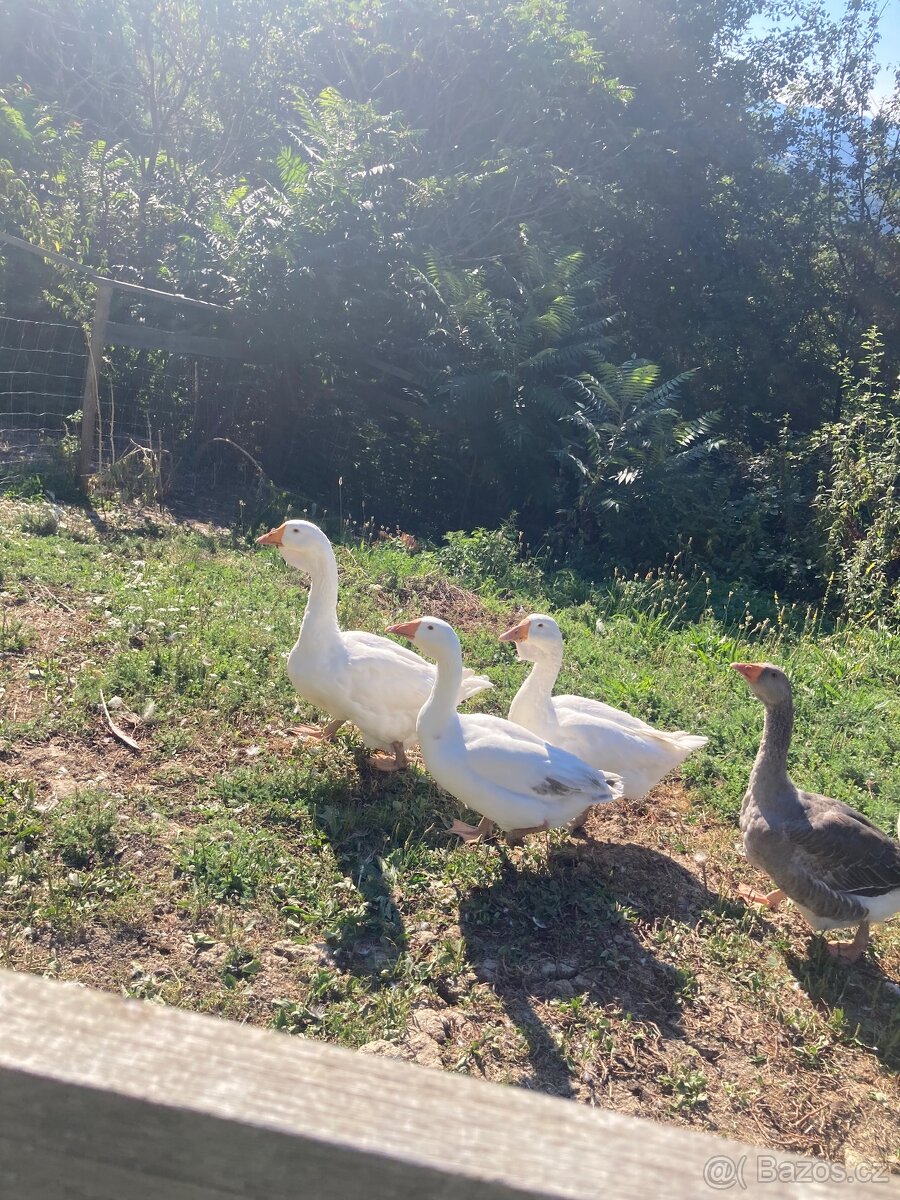 Husa cholmogorska - 3