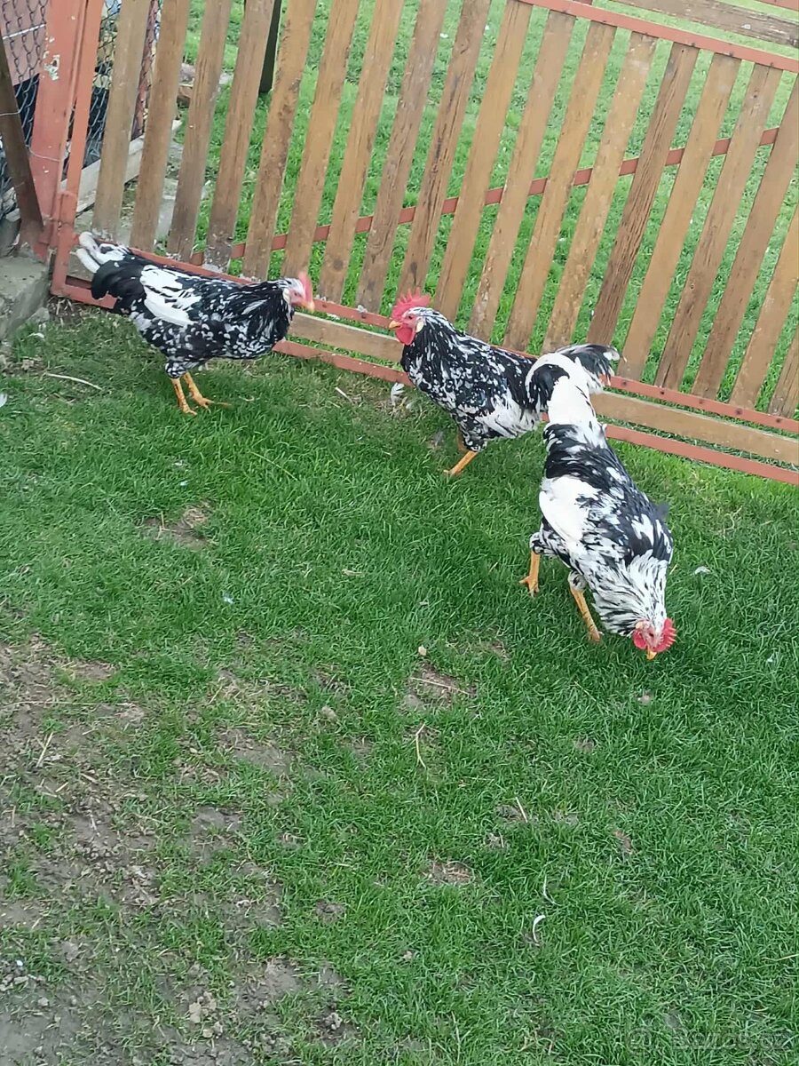 Kohouti vlaška exchequer - 3