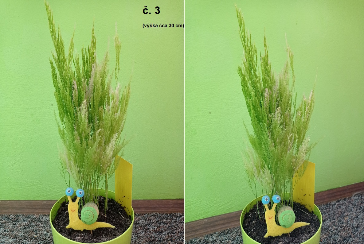 Pokojové rostliny (různé) - 3