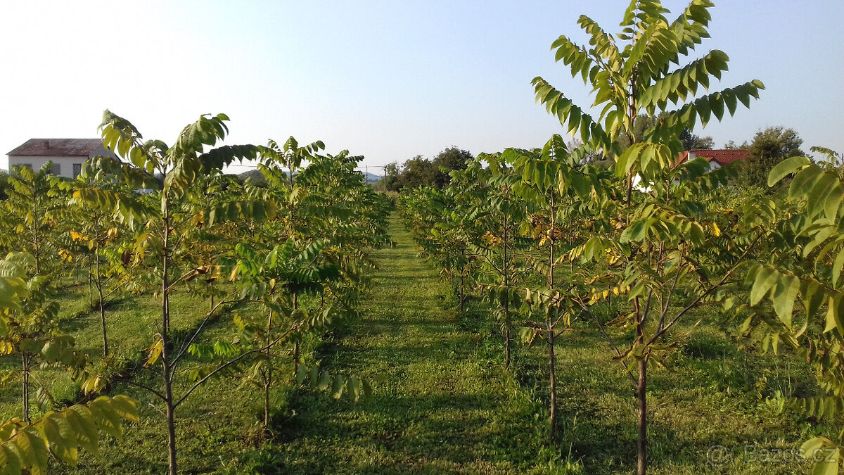 Ořech černý sazenice."Orech čierny - Kotora" - 3