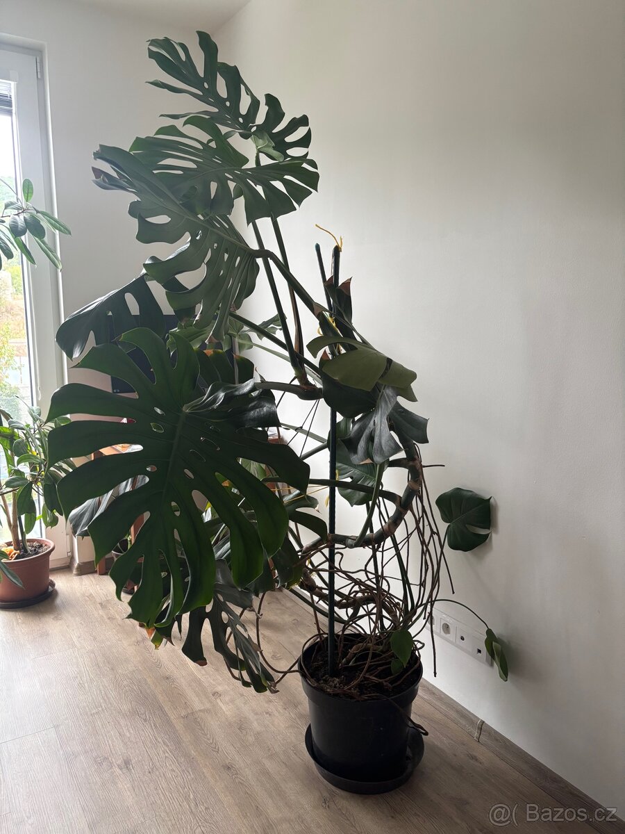 Monstera - 3