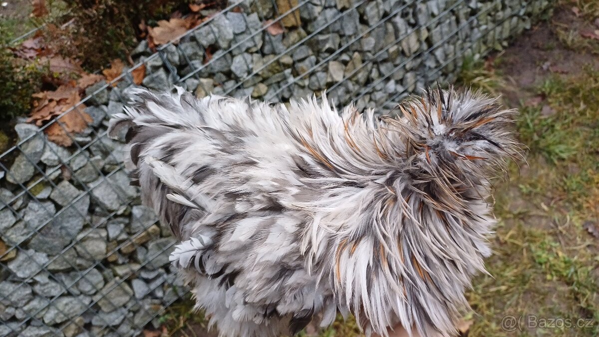 Hedvábnička kohout - 3