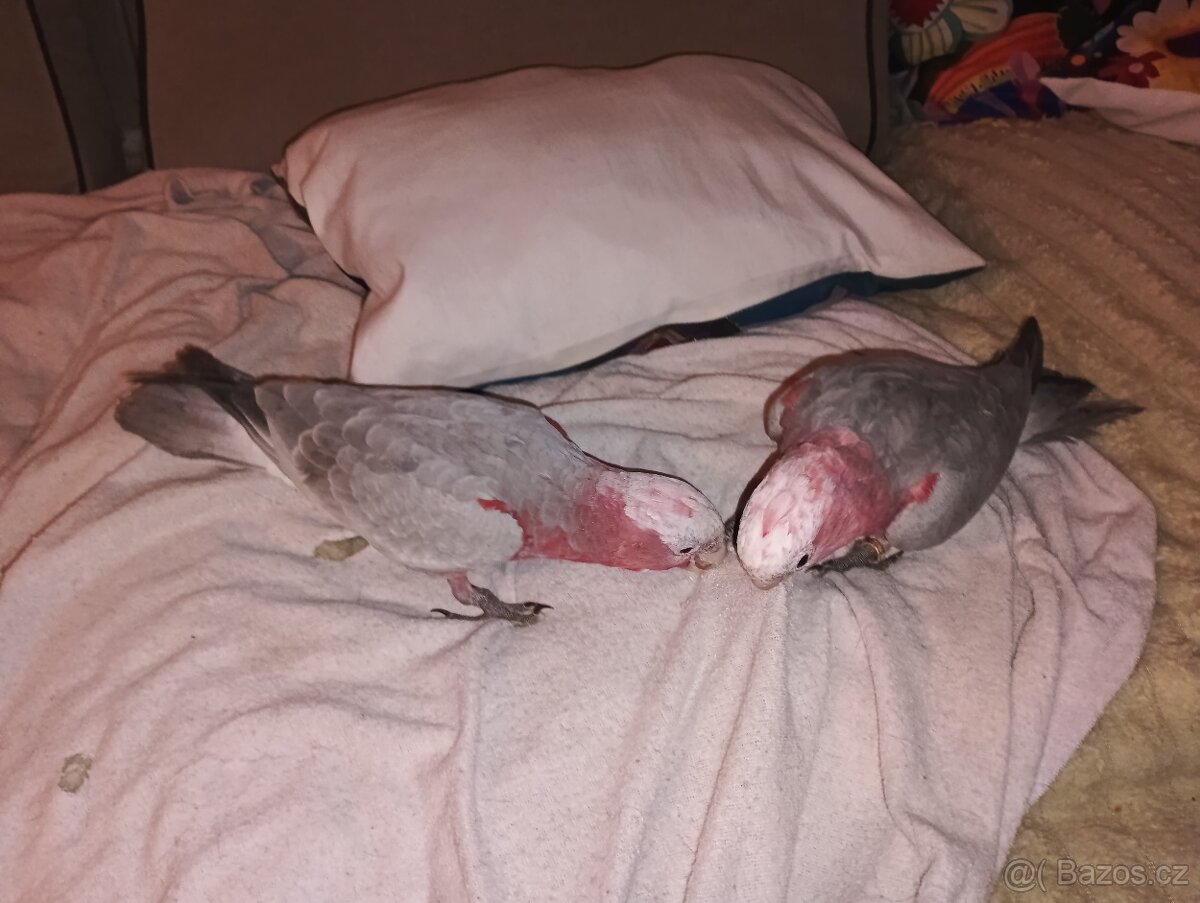 Kakadu růžový - 3