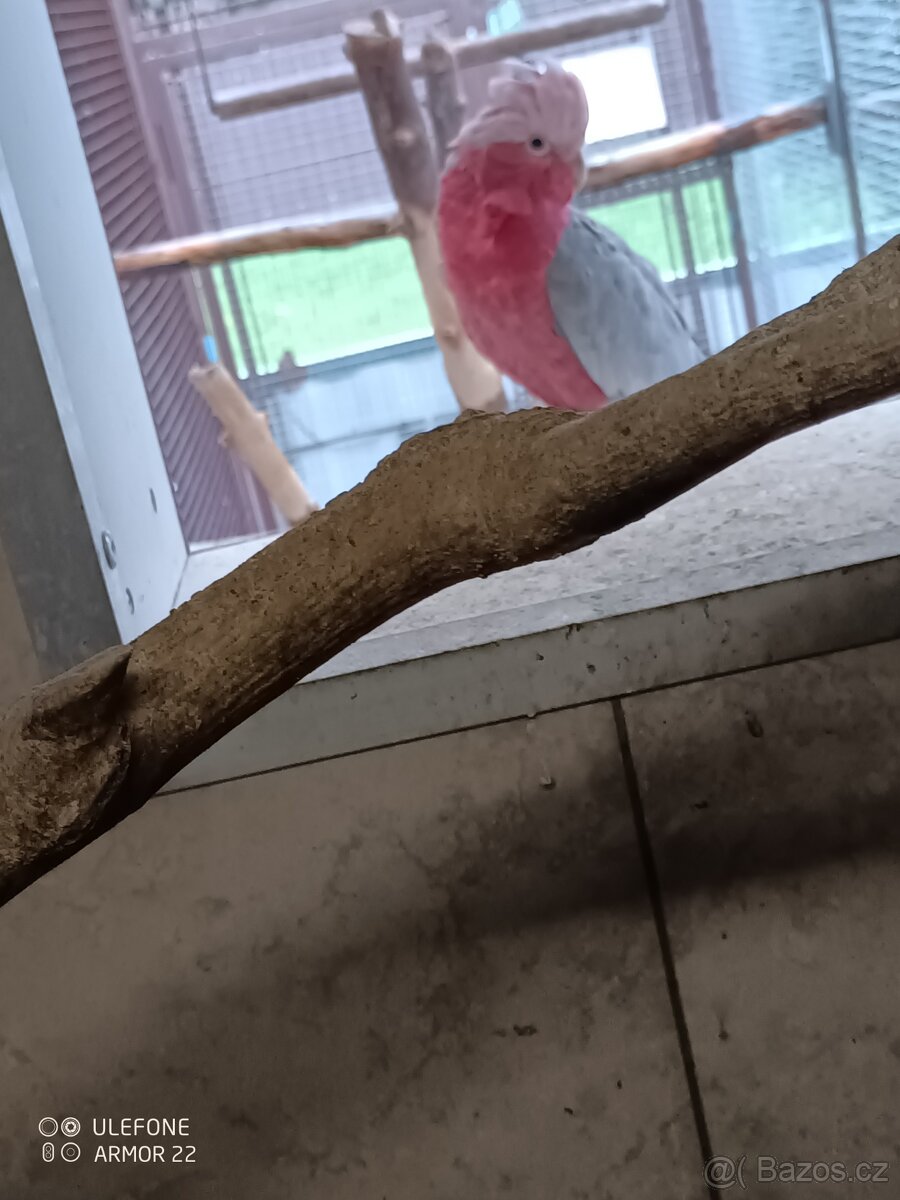 Kakadu růžový - 3