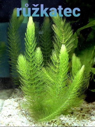 Akvarijní rostliny - 3