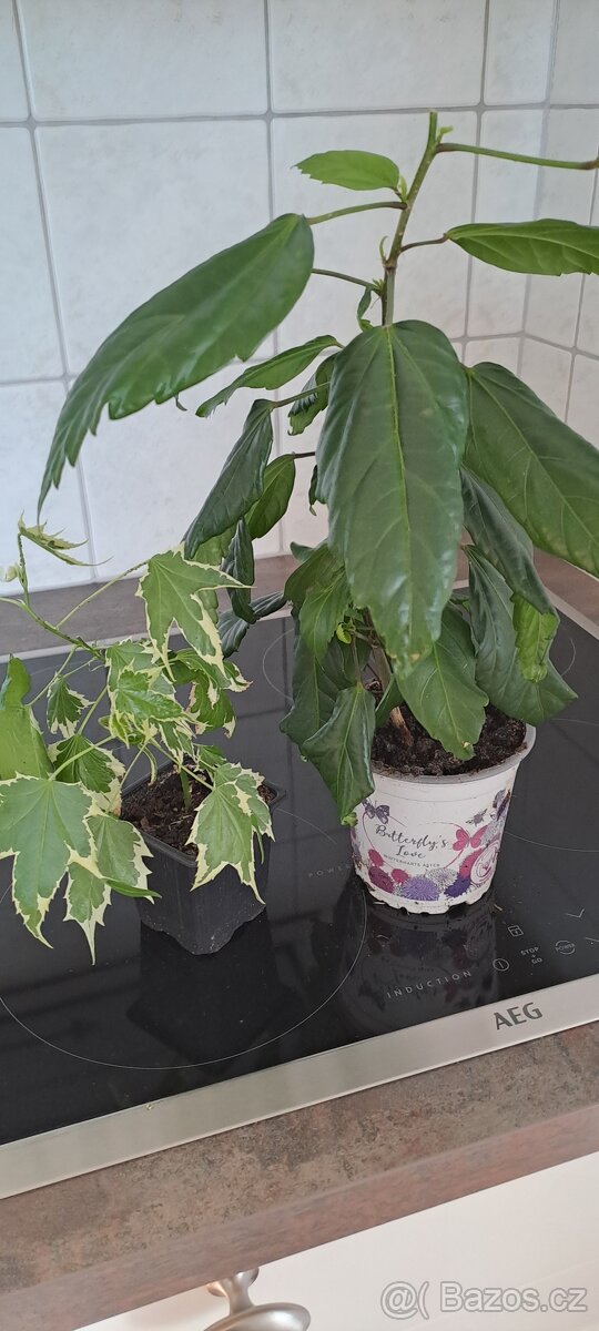 Ibišek pokojový Mango a Abution panašovaný - 3