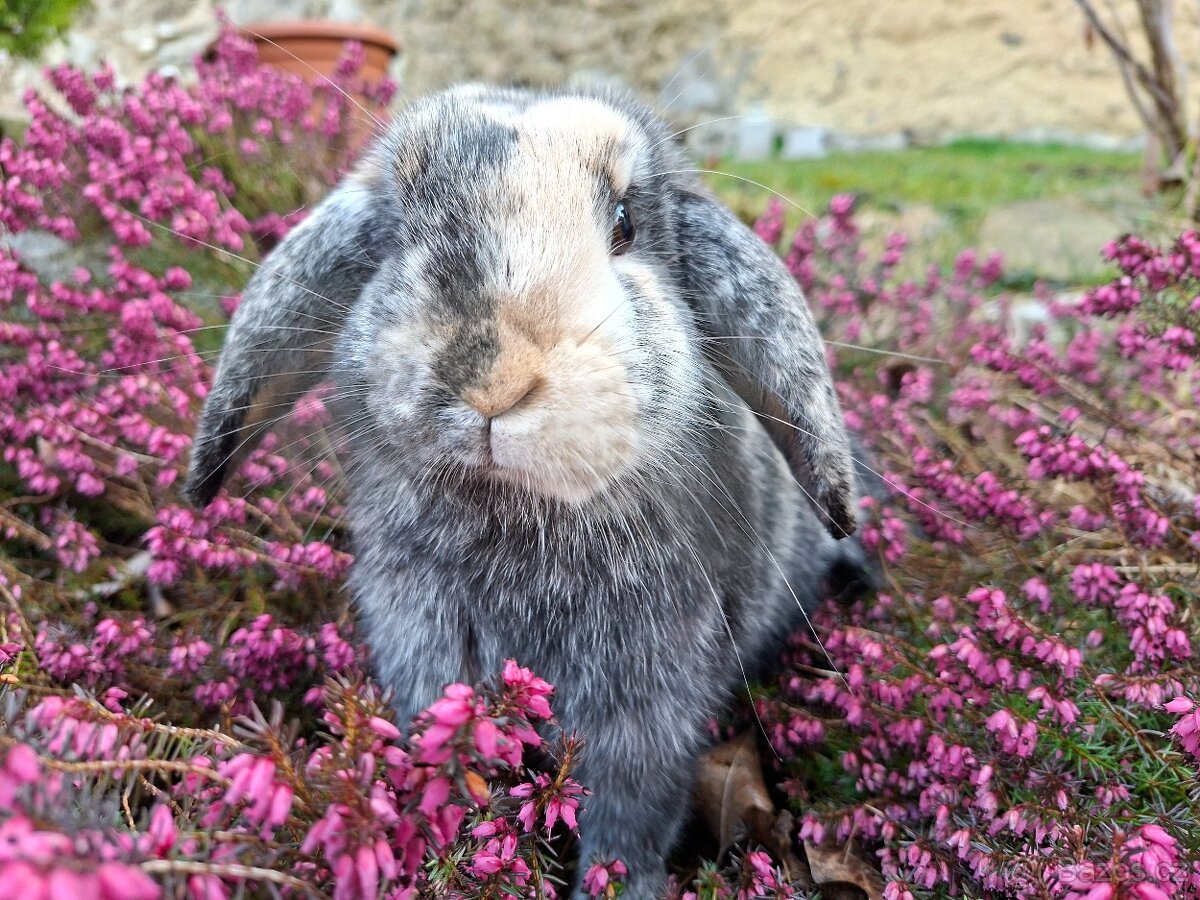 Zakrslý beránek samička - 3