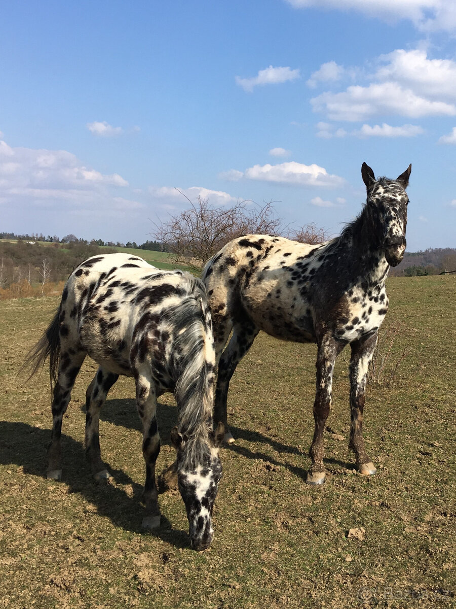 Appaloosa - 3