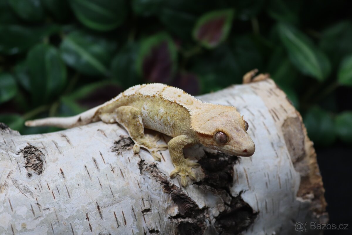 Pagekon řasnatý - Yellow Cream samec - 3