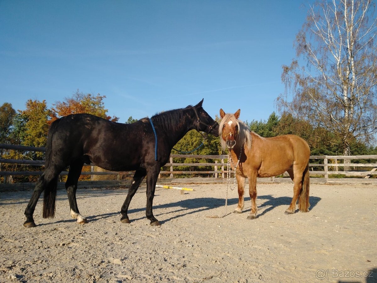 13letý Valach na prodej - 3