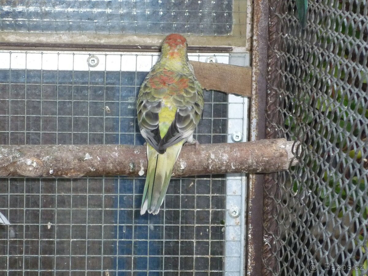 Papoušek Zpěvavý - 3