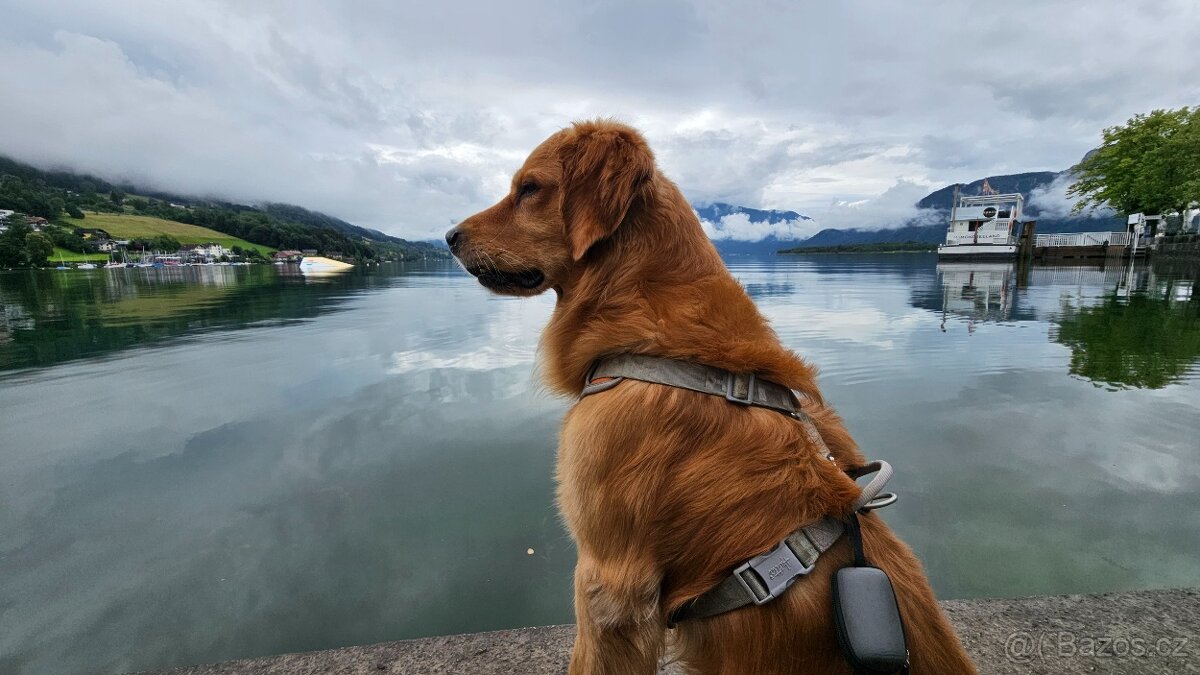 Krytí - zlatý retrivr - 3