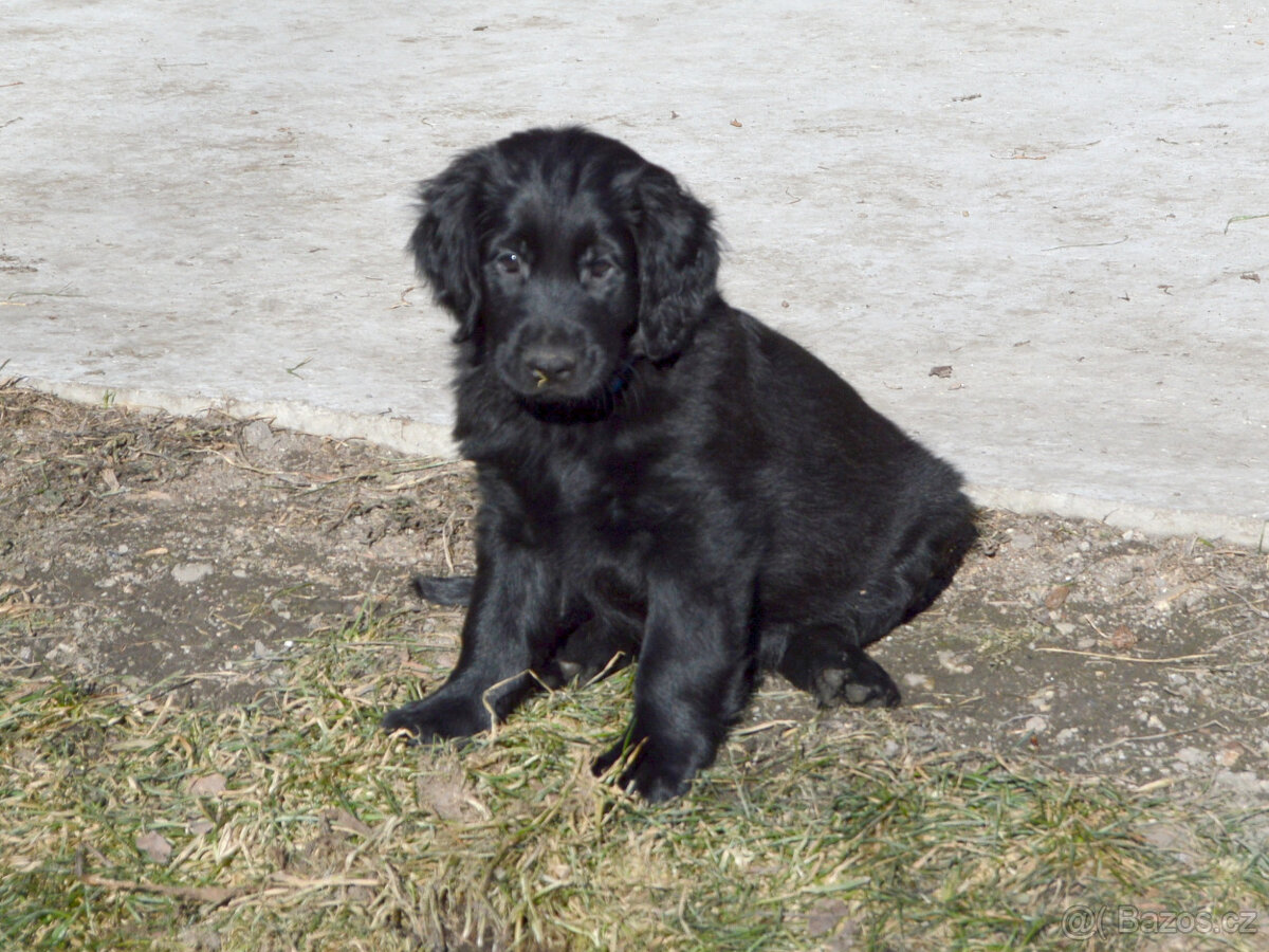 Flat coated retriever černý pejsek s PP - 3