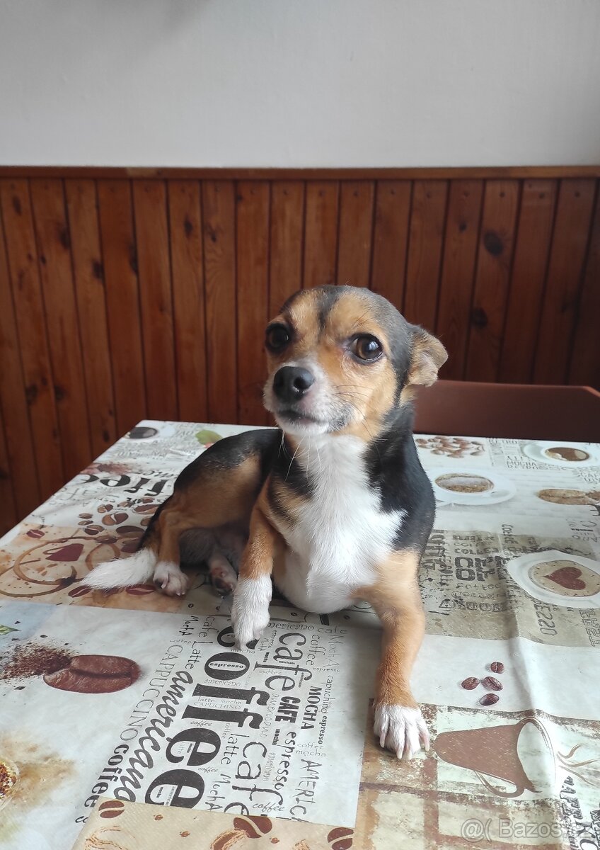 Nabízím pejska ke krytí - 3