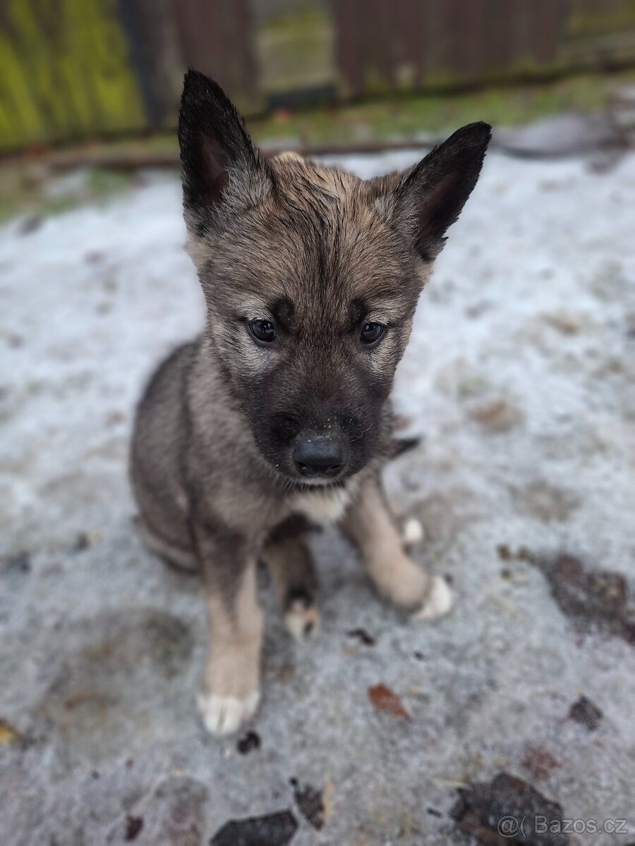 Sibiřský husky s PP - 3