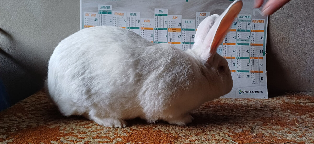 FRANCOUZSKÁ HYLA - 3