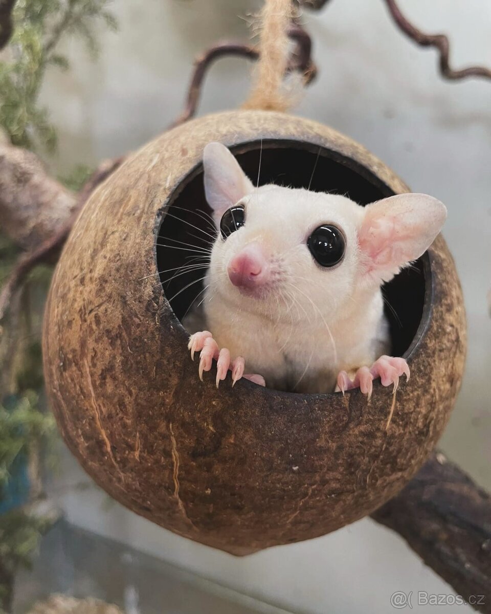 Vakoveverka letavá - 3