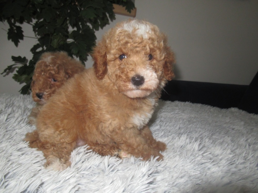 Maltipoo štěňátka - 3