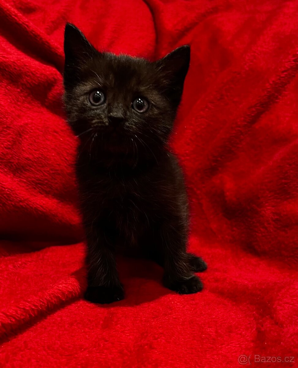 Daruji koťátka - 3